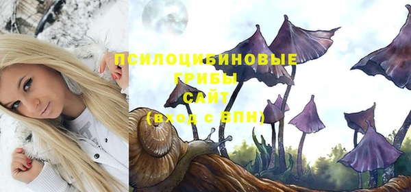 шишки Абаза